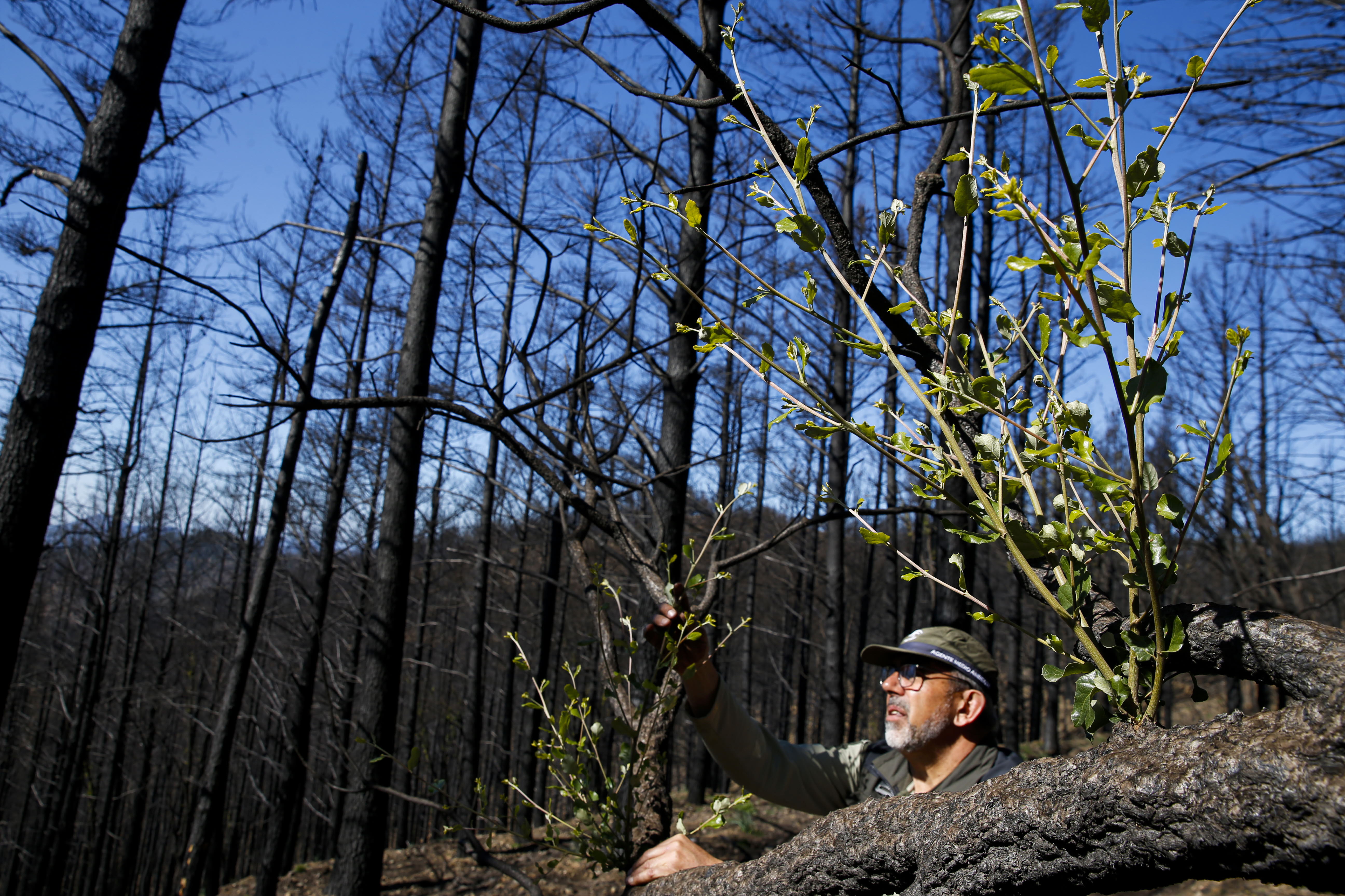 Más de 9.000 hectáreas de bosque quedaron aniquilados por el fuego. Una visita a la zona afectada, seis meses después, revela cómo la naturaleza trata de recuperarse en el Valle del Genal