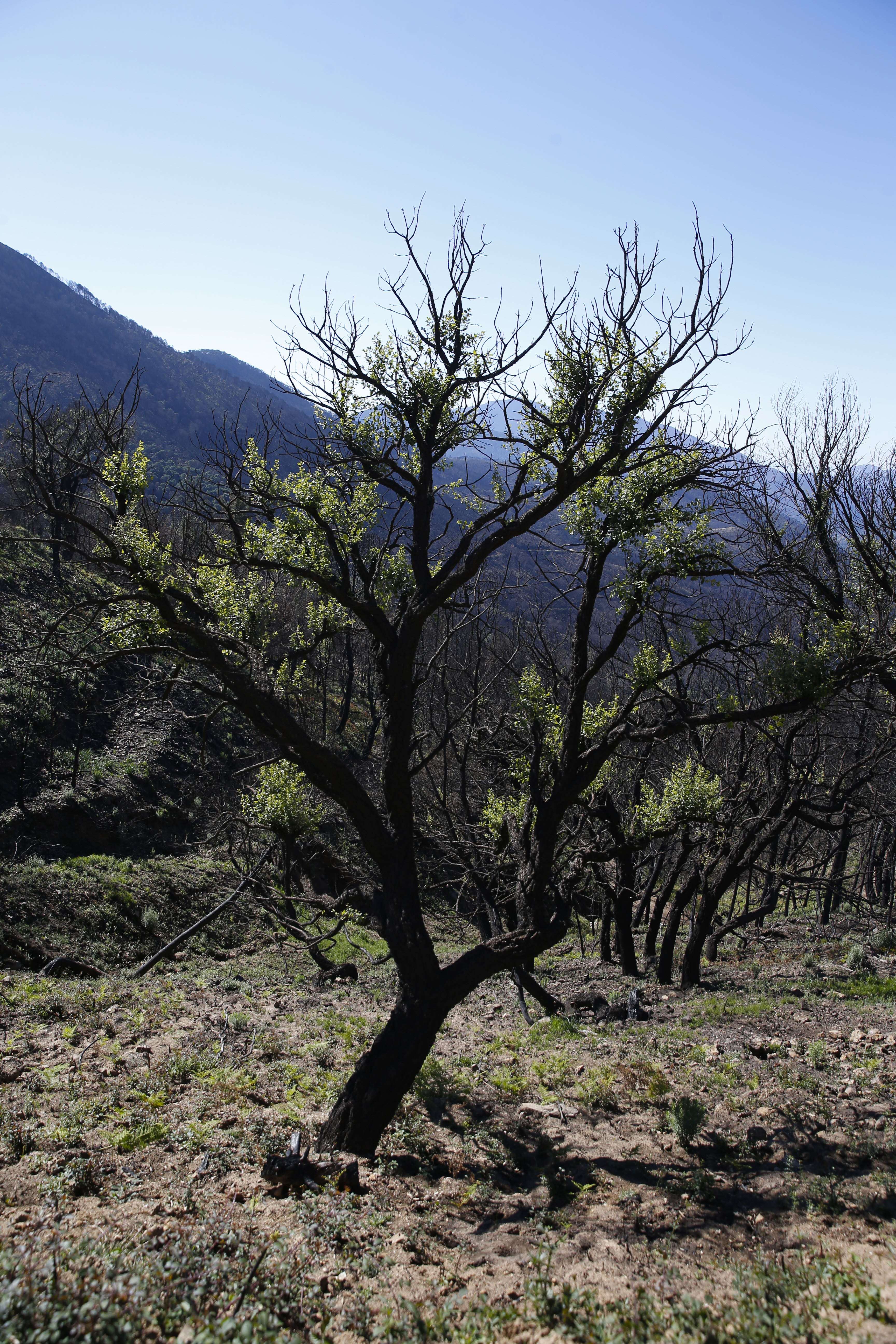 Más de 9.000 hectáreas de bosque quedaron aniquilados por el fuego. Una visita a la zona afectada, seis meses después, revela cómo la naturaleza trata de recuperarse en el Valle del Genal