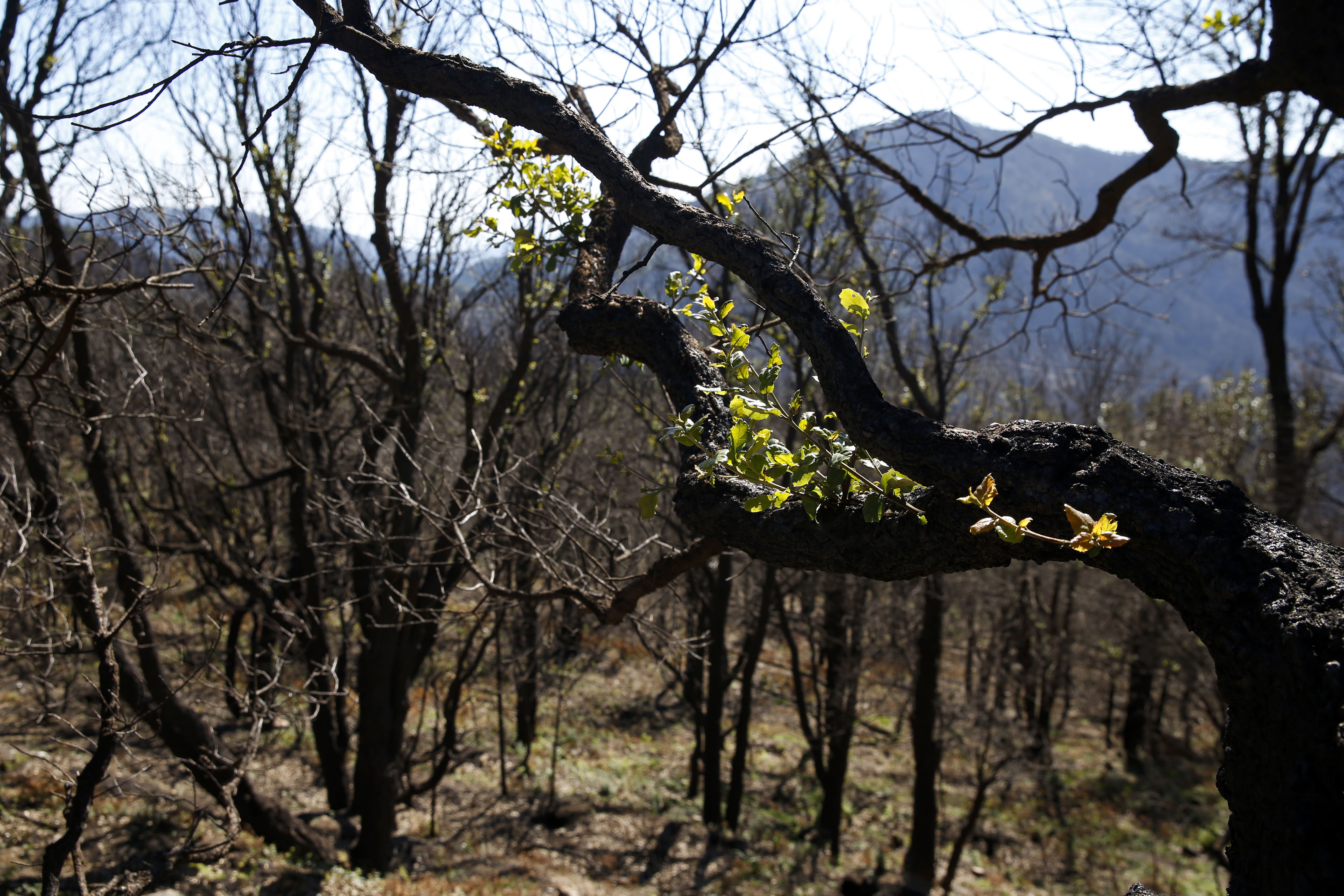 Más de 9.000 hectáreas de bosque quedaron aniquilados por el fuego. Una visita a la zona afectada, seis meses después, revela cómo la naturaleza trata de recuperarse en el Valle del Genal