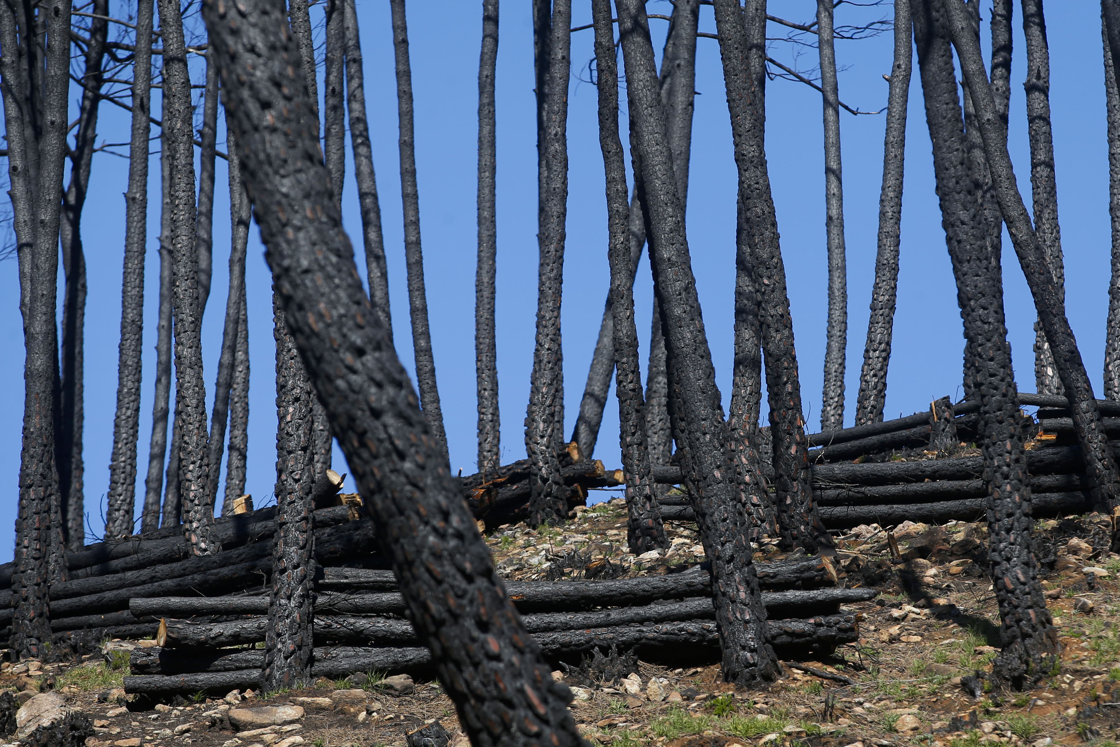 Más de 9.000 hectáreas de bosque quedaron aniquilados por el fuego. Una visita a la zona afectada, seis meses después, revela cómo la naturaleza trata de recuperarse en el Valle del Genal