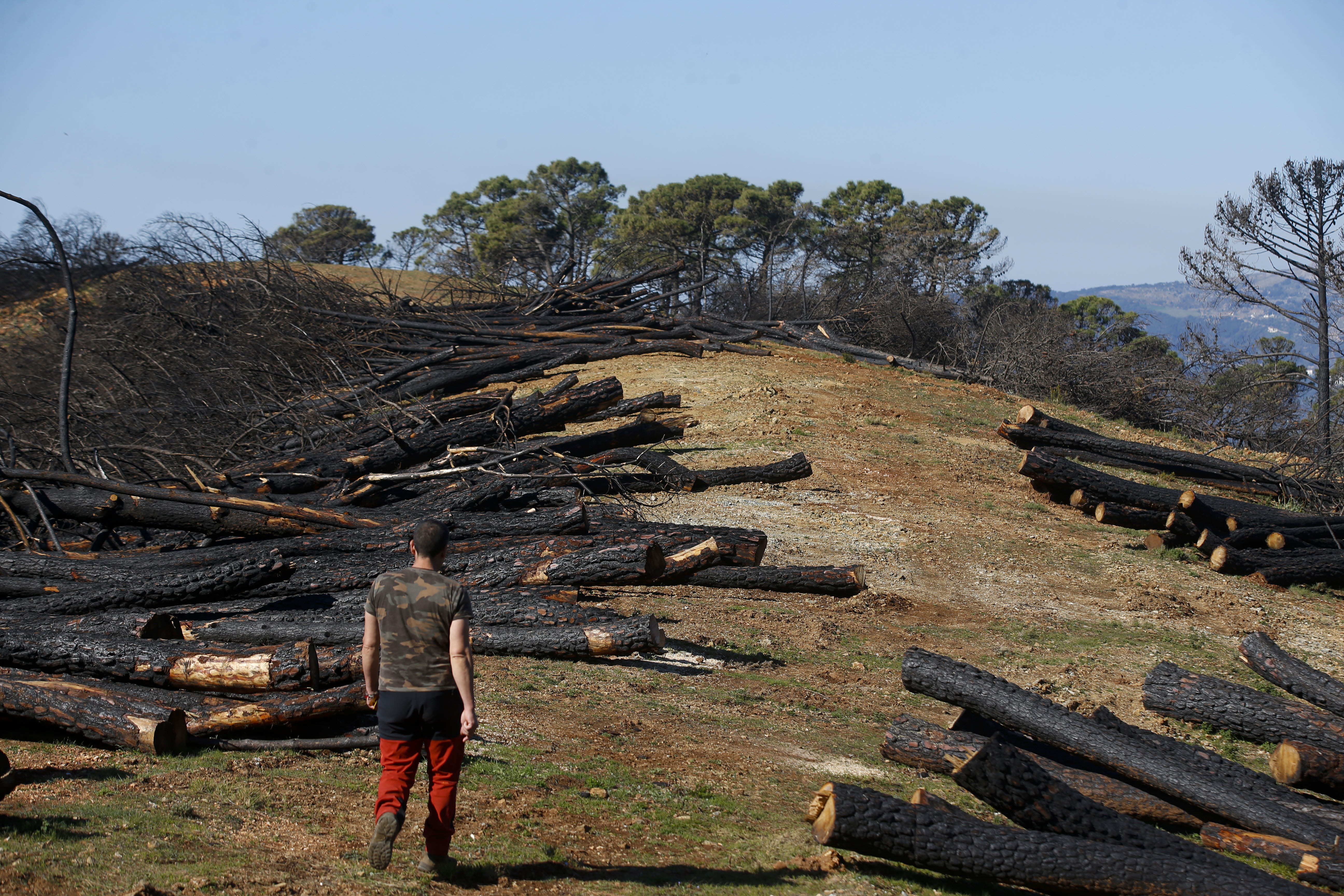 Más de 9.000 hectáreas de bosque quedaron aniquilados por el fuego. Una visita a la zona afectada, seis meses después, revela cómo la naturaleza trata de recuperarse en el Valle del Genal