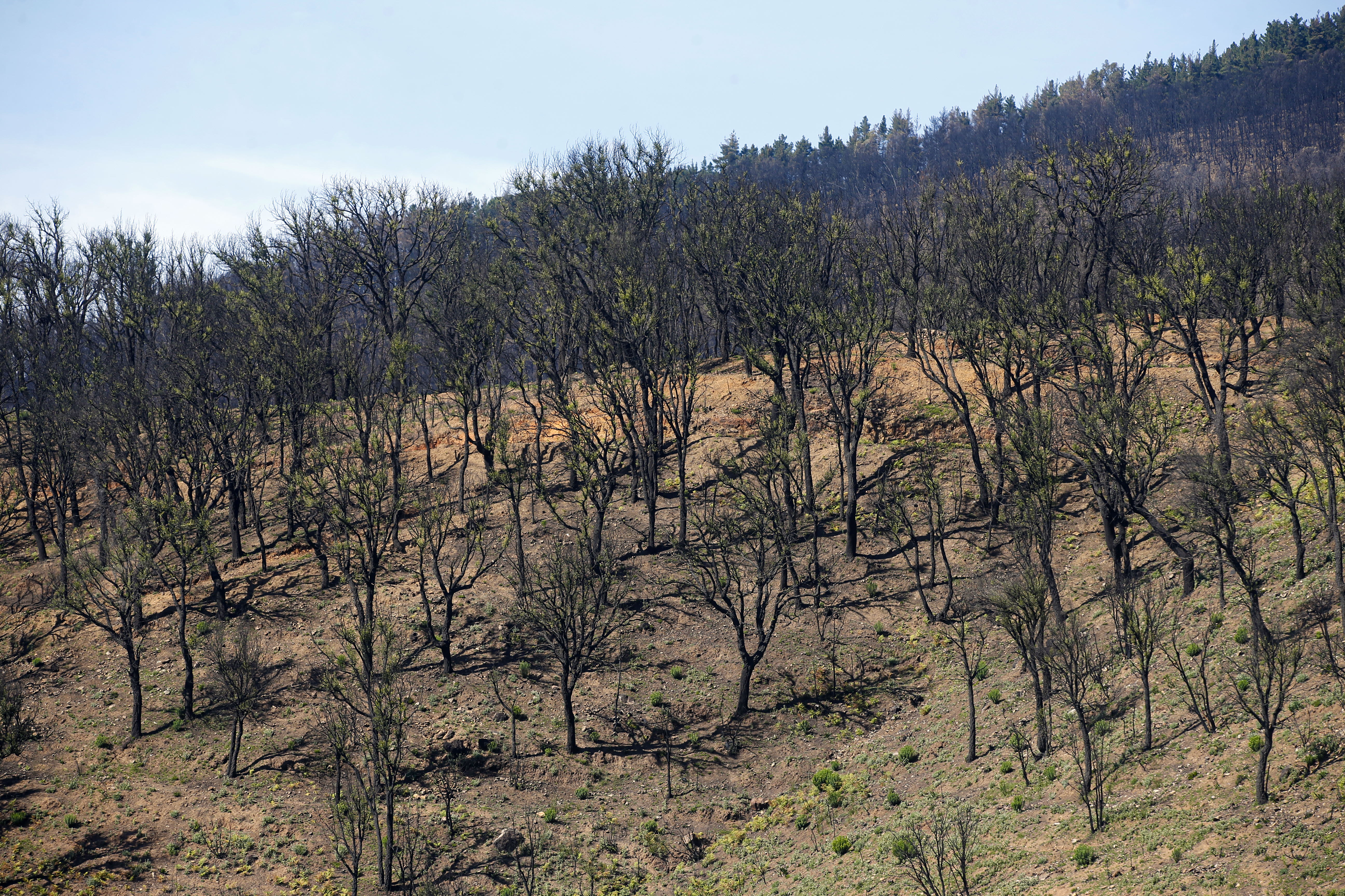 Más de 9.000 hectáreas de bosque quedaron aniquilados por el fuego. Una visita a la zona afectada, seis meses después, revela cómo la naturaleza trata de recuperarse en el Valle del Genal