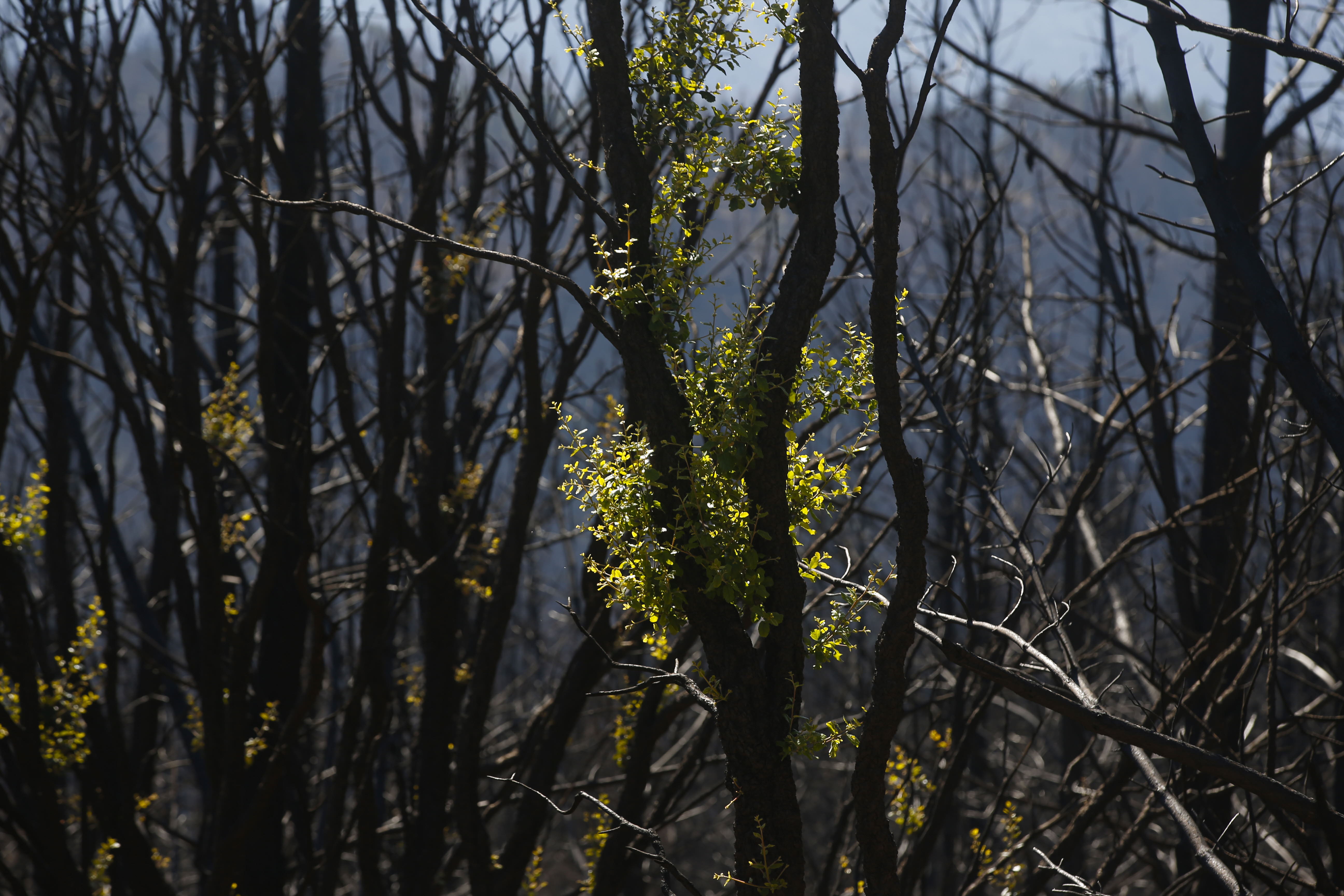 Más de 9.000 hectáreas de bosque quedaron aniquilados por el fuego. Una visita a la zona afectada, seis meses después, revela cómo la naturaleza trata de recuperarse en el Valle del Genal