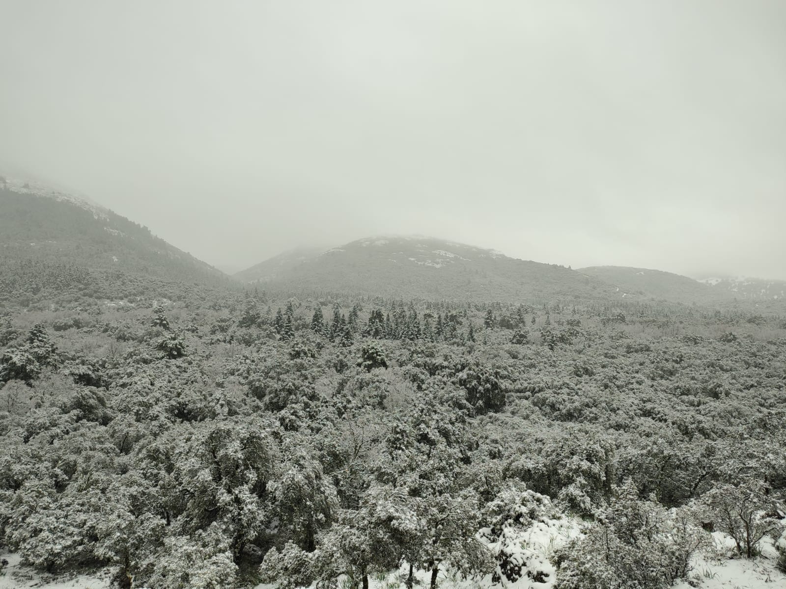 El paso de la borrasca Celia deja nieve y lluvia en distintos puntos de la provincia malagueña. En la imagen, el cortijo Las Navas de los Pinsapos, en Parauta.