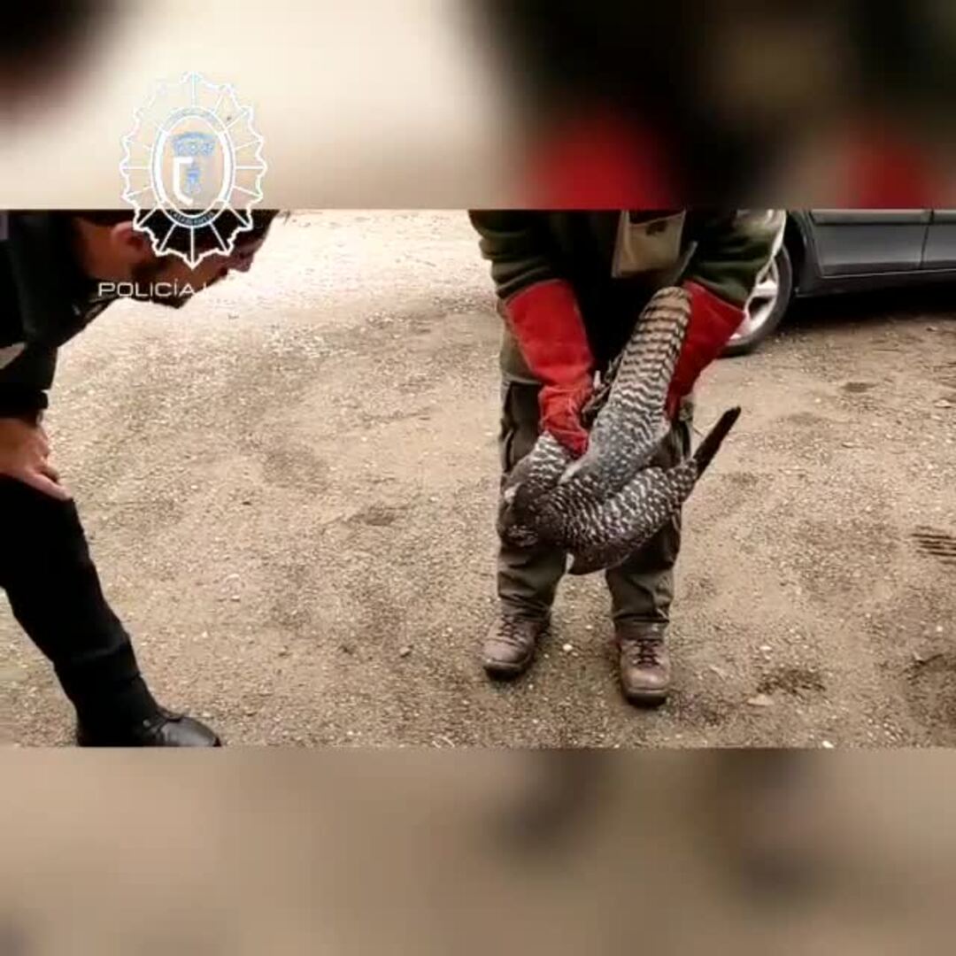 Rescatan a un halcón herido en la carretera de Casabermeja
