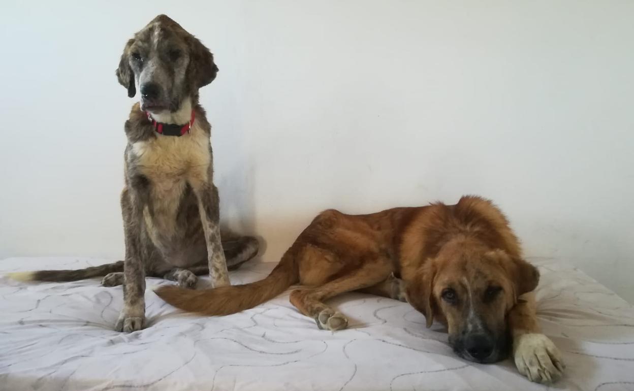 Imagen de dos de los perros que fueron rescatados gravemente enfermos, y que finalmente fallecieron debido a su estado de deterioro.