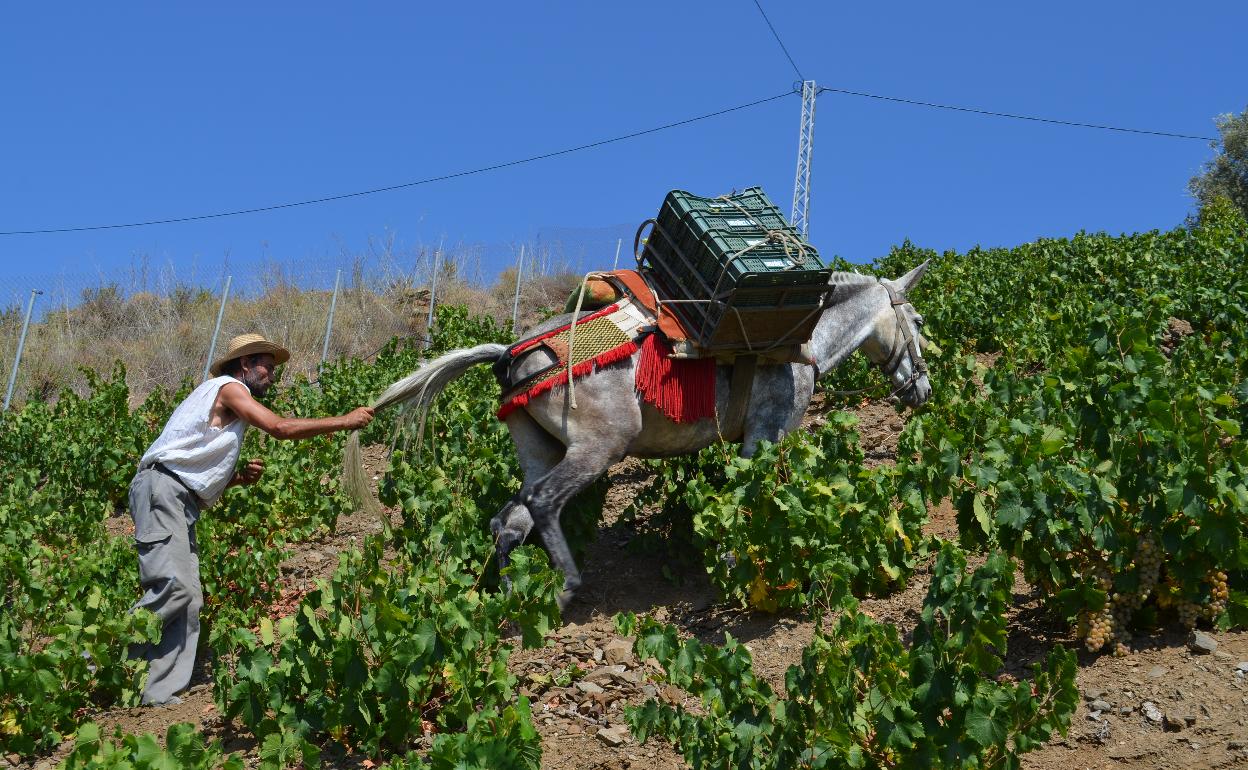 Un trabajador, en la vendimia en la Axarquía. 