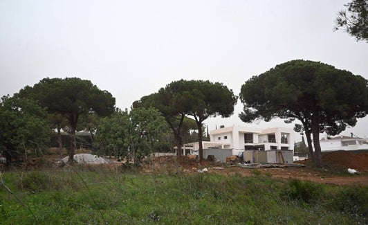 Los pinos tienen un plan específico de sanidad vegetal contra la procesionaria. 