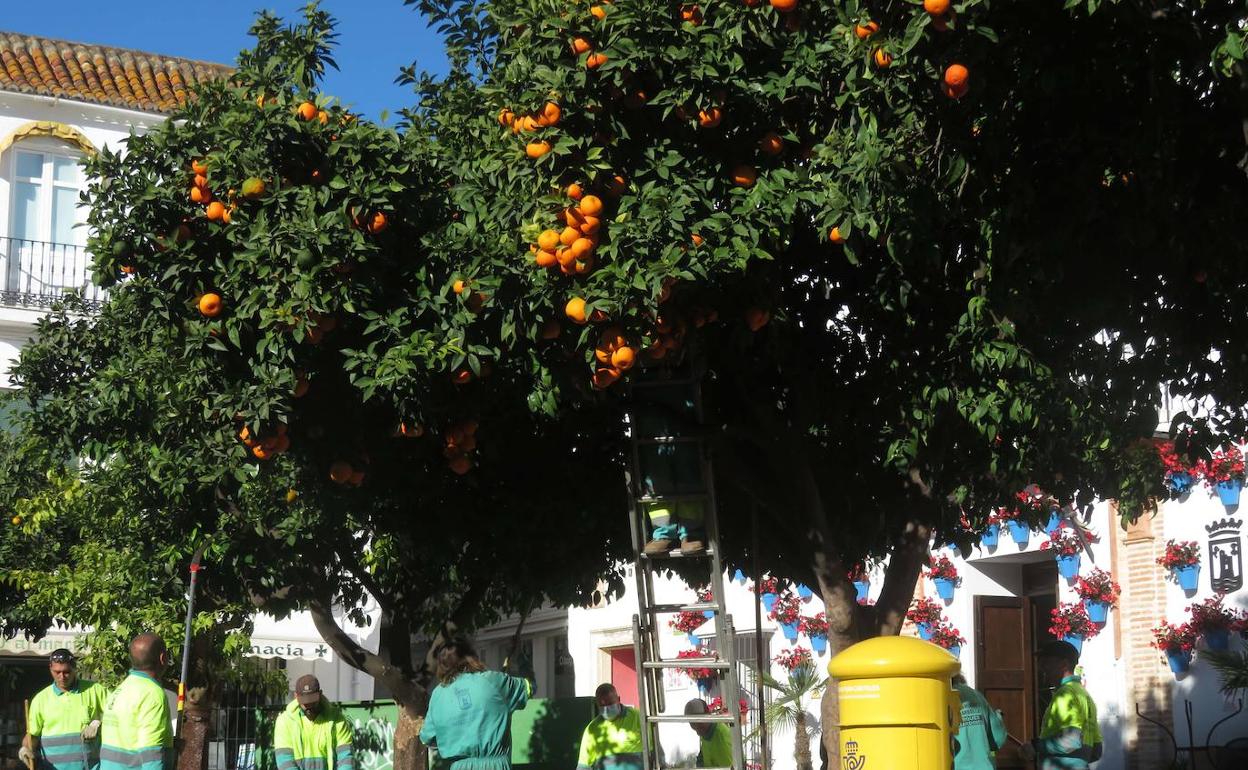 A primeros de año se realiza la campaña de recogida de naranjas para la conservación de los árboles. 