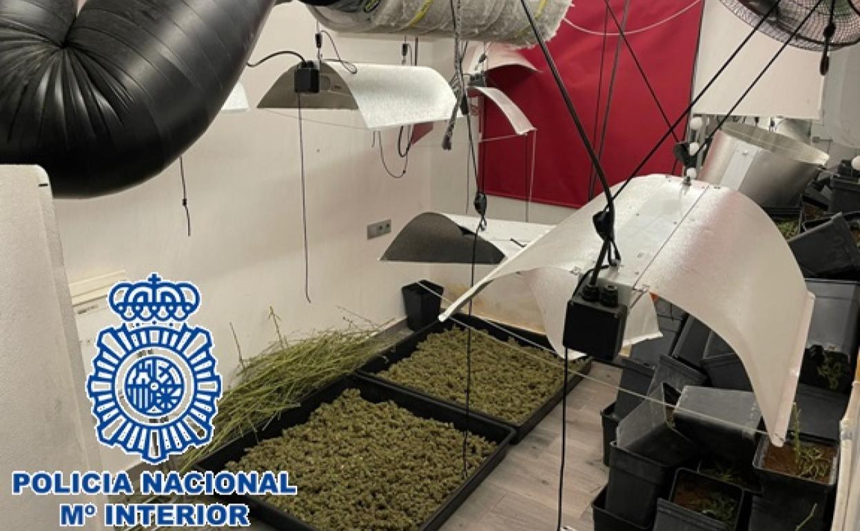 Invernadero encontrado en el interior de la vivienda. 