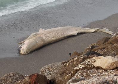 Imagen secundaria 1 - Arriba, el delfín listado, con las heridas provocadas por tiburones; abajo a la izquierda, el cachalote en la playa veleña de Lagos, y a la derecha, retirada del cetáceo en Vélez-Málaga. 
