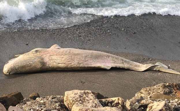 Imagen del cachalote aparecido este lunes en la playa veleña de Lagos. 