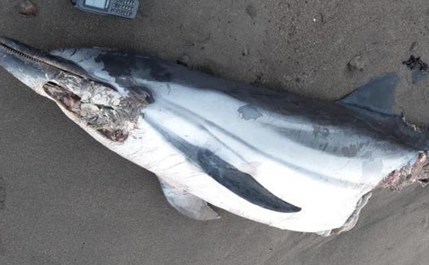Imagen principal - Arriba, el delfín listado, con las heridas provocadas por tiburones; abajo a la izquierda, el cachalote en la playa veleña de Lagos, y a la derecha, retirada del cetáceo en Vélez-Málaga. 