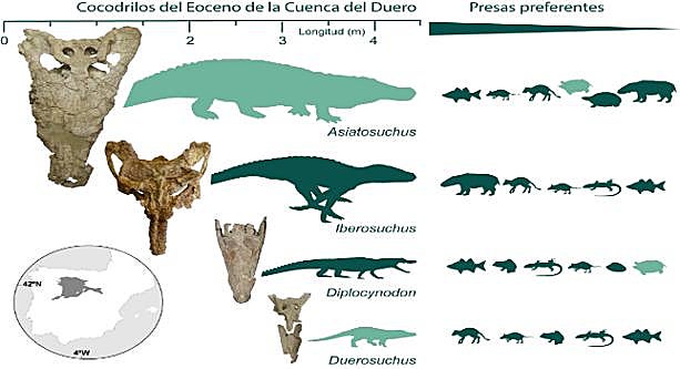 Cocodrilos del Eoceno de la Cuenca del Duero.