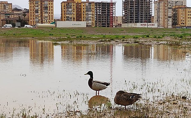 Imagen principal - La naturaleza brota en los terrenos de Repsol