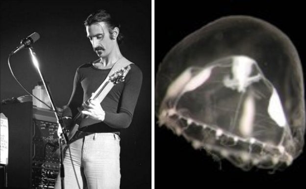 La medusa Phialella zappai fue llamada así en honor a Frank Zappa, que una vez dijo: "Nada me gustaría más que tener una medusa bautizada con mi nombre". También la araña Pachygnatha zappa se inspiró en él, porque tiene una marca negra sobre el opistosoma que recuerda al bigote del artista.