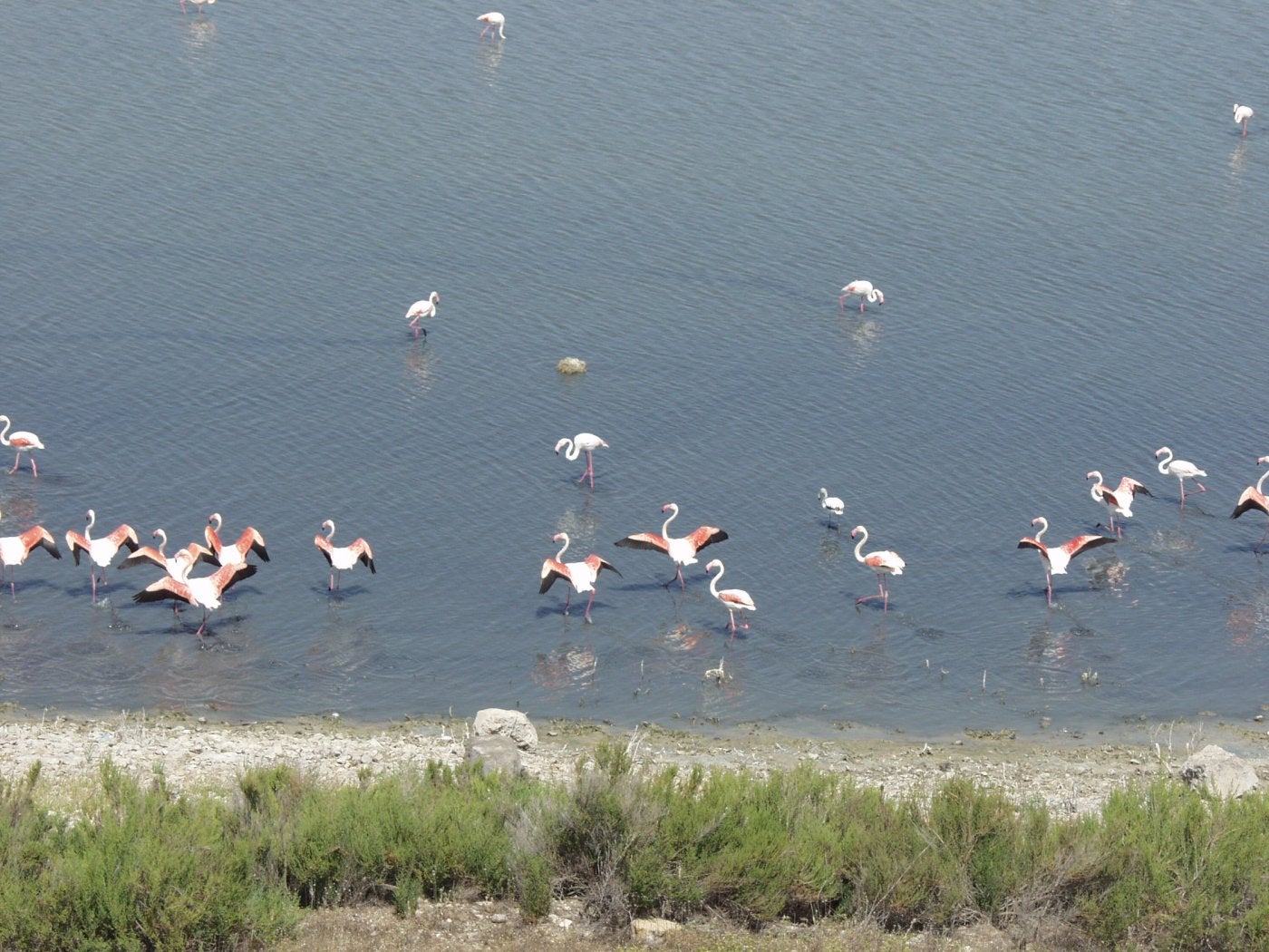 Flamencos rosa. .