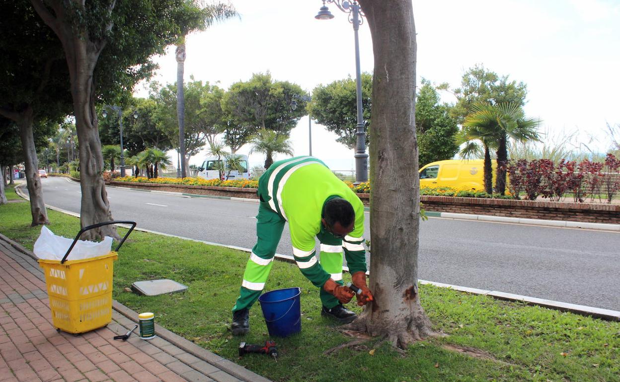Un operario realiza el tratamiento fitosanitario a los árboles. 