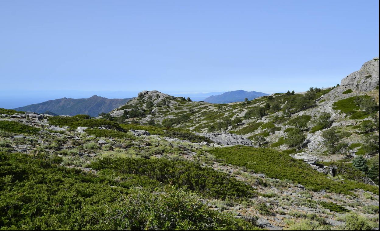 Abies pinsapos, pastizales y sabinares rastreros orófilos en el Parque Nacional Sierra de las Nieves.