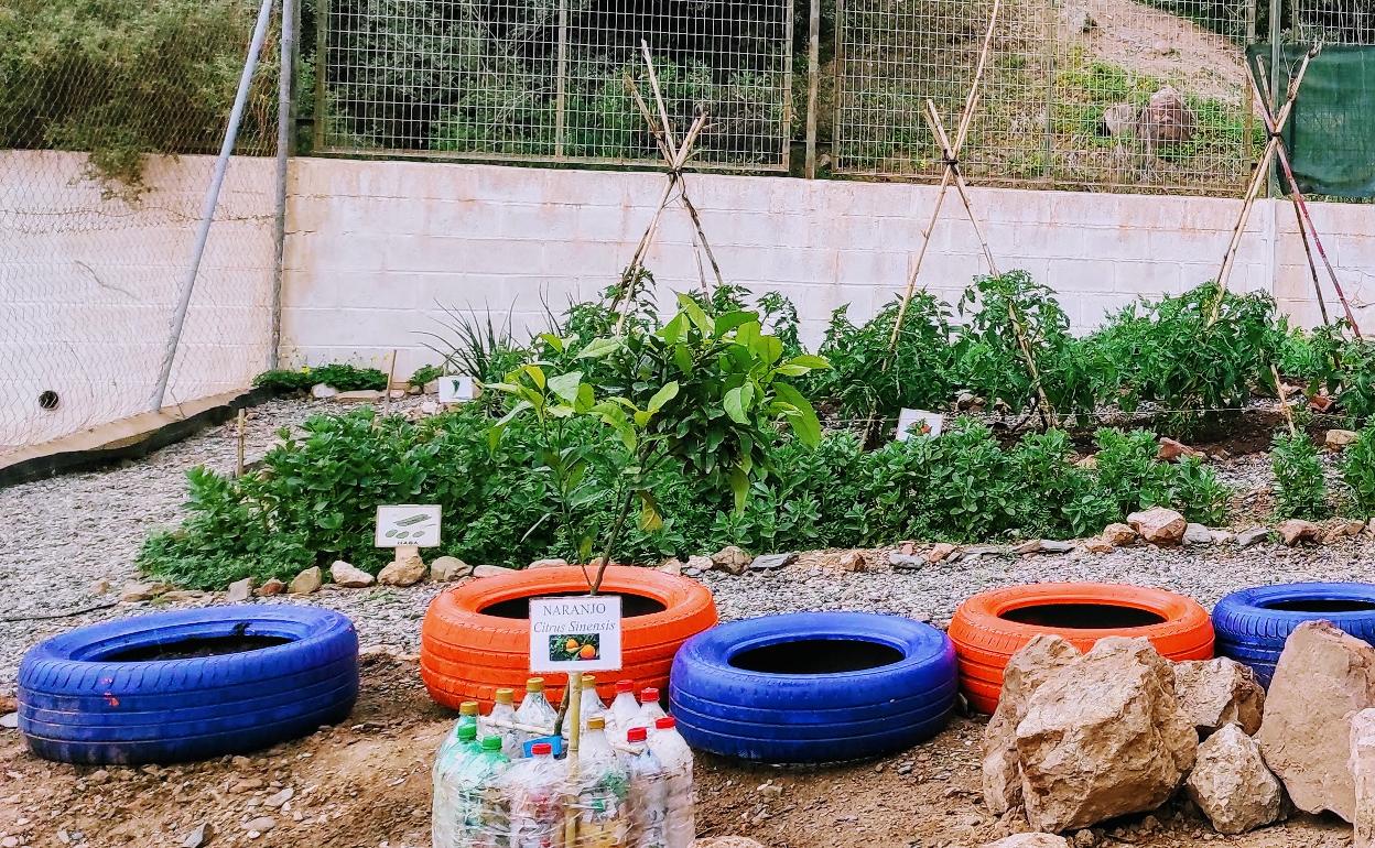 Imagen de uno de los huertos instalados en el colegio Tierno Galván. 