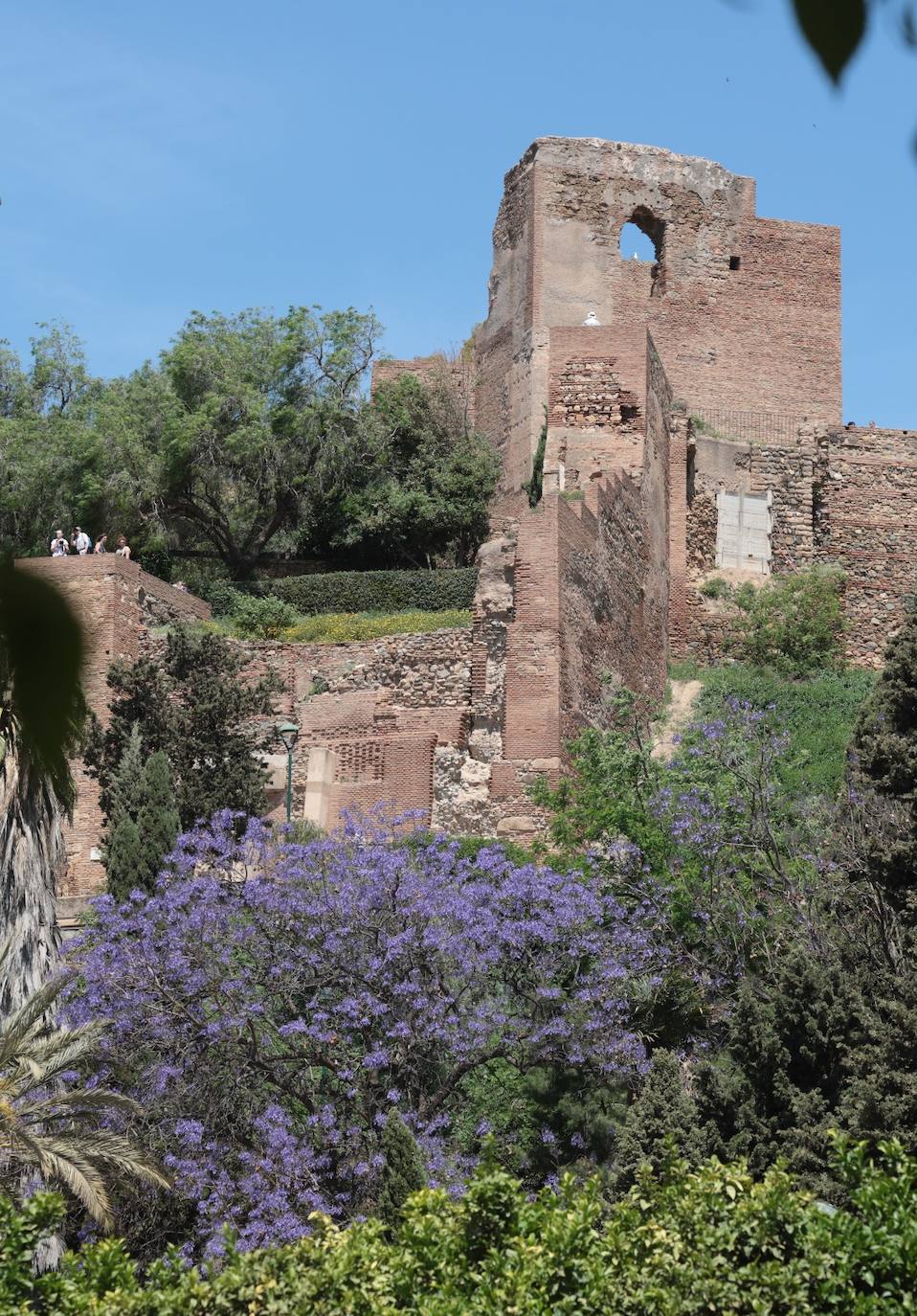 Eclosión de colores y aromas en los parques y jardines de Málaga 