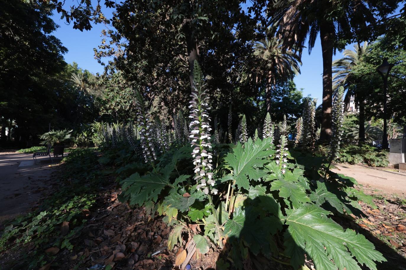 Eclosión de colores y aromas en los parques y jardines de Málaga 