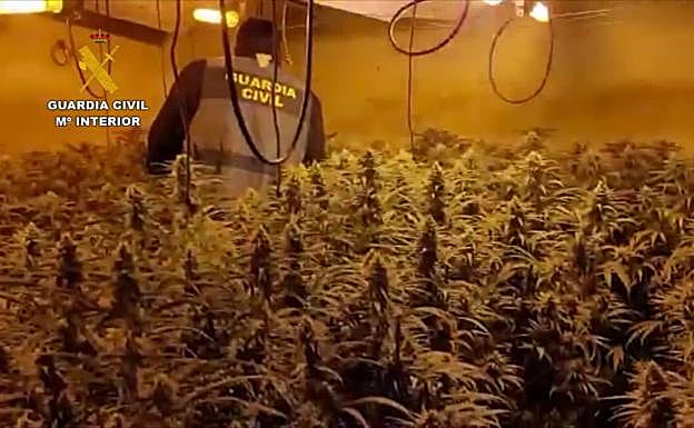 Nueve detenidos en Comares y Moclinejo tras desmantelar tres organizaciones dedicadas al cultivo de marihuana