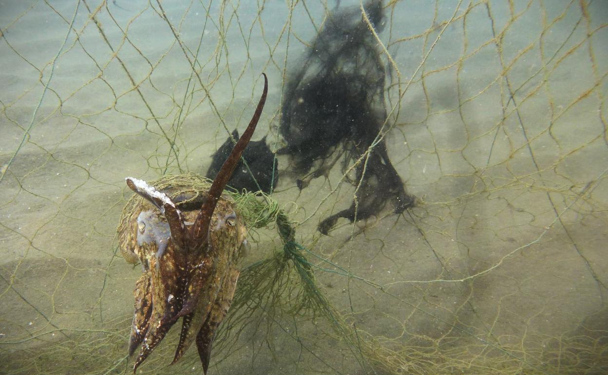 Una gran sepia, enganchada en el trasmallo abandonado. 