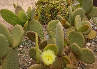 Imagen secundaria 1 - Un oasis de cactus en plena Sierra de las Nieves