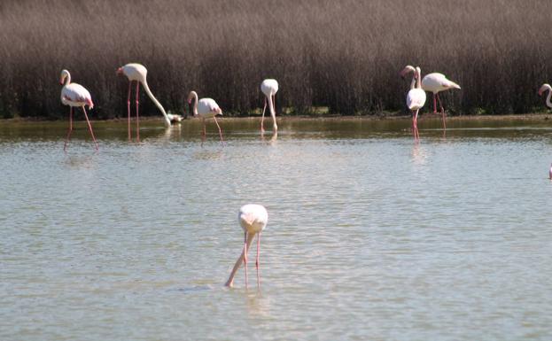 Reserva Natural de la Laguna de Fuente de Piedra.