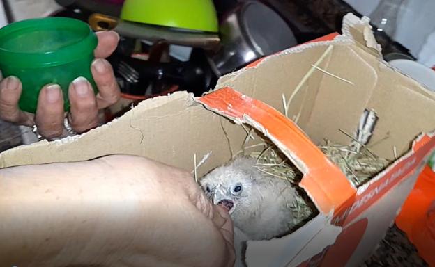 Trasladan al CREA tres crías de cernícalo que estaban siendo cuidadas por una vecina de Málaga