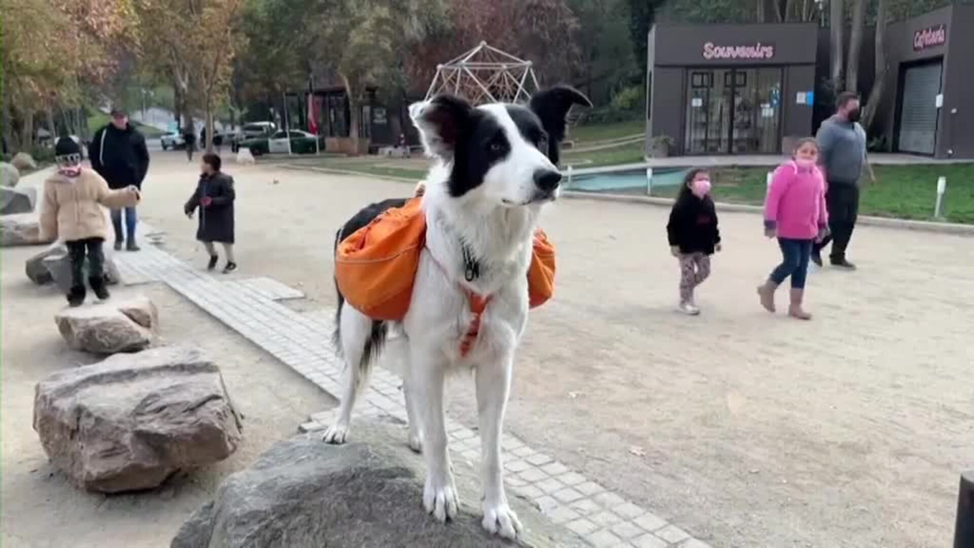 Sam, un perro convertido en superhéroe junto a su dueño en un parque de Chile por recoger basura