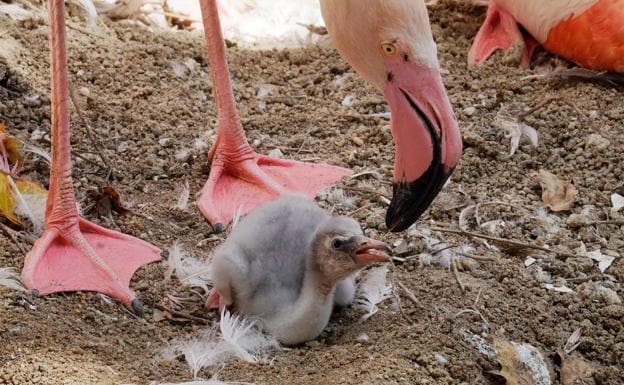 Nacen los primeros polluelos de flamenco en Bioparc Fuengirola