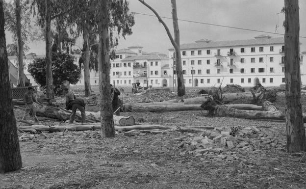Febrero, 1962. Tala de eucaliptos en Martiricos.