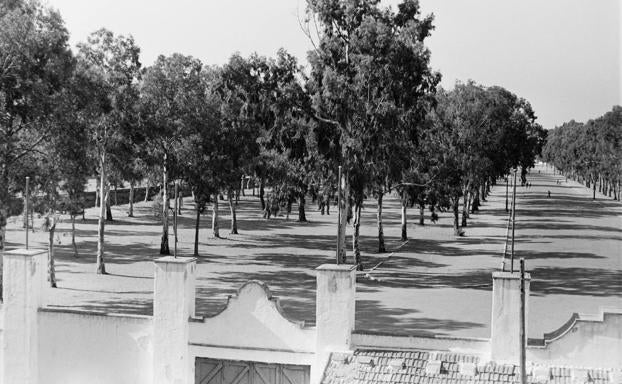 Junio, 1960. Vista de la avenida de Martiricos, espacio conocido popularmente en aquella época como «la Parcela». Vista desde la trasera de la fachada principal del estadio de la Rosaleda. 