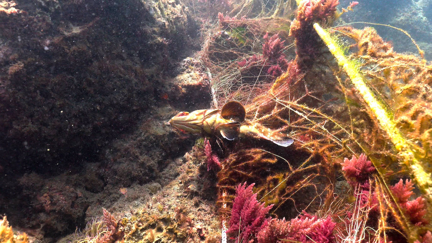 Fotos: Buceadores retiran una red abandonada frente a los Baños del Carmen