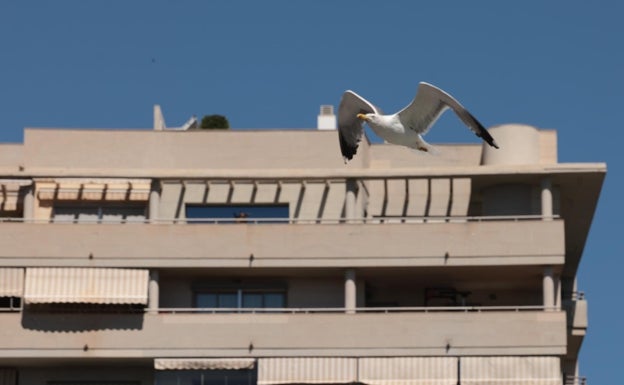 Una gaviota sobrevuela una de las calles de Málaga. 