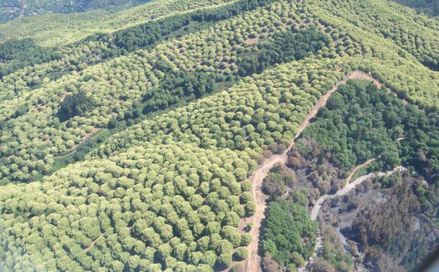 Galería. Los efectos del incendio de Sierra Bermeja, a vista de pájaro