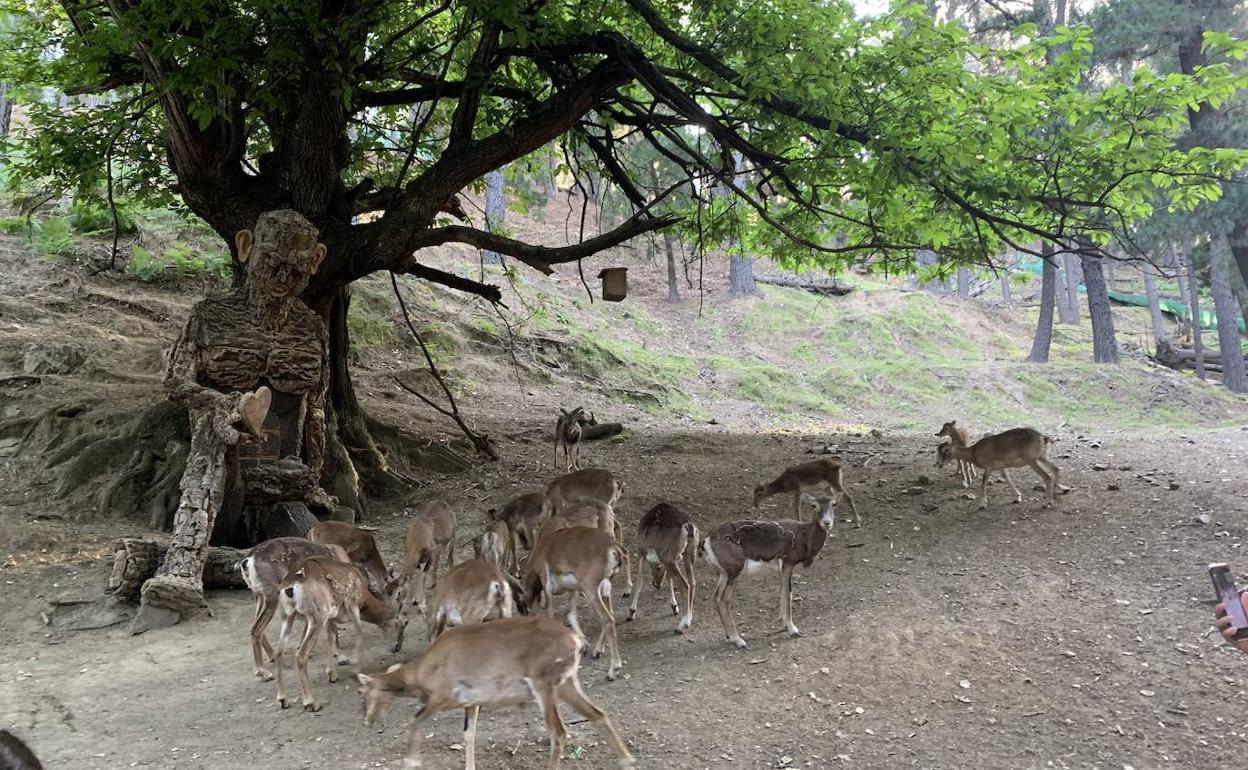 La Eco Reserva busca voluntarios para alimentar a los animales del recinto. 