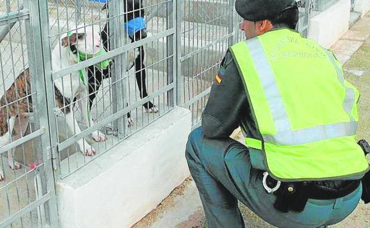 Dos perros peligrosos en una perrera ante un guardia civil.