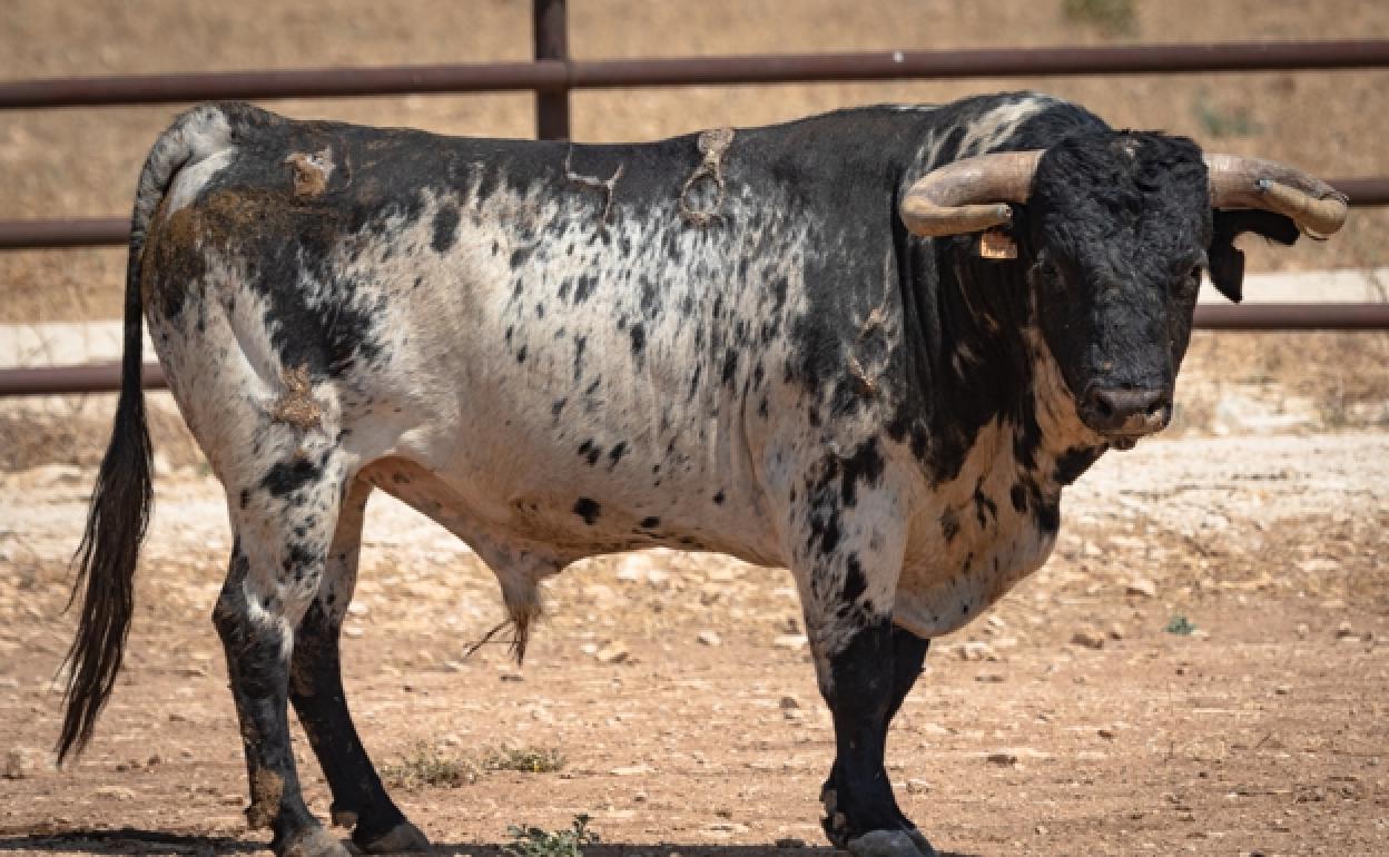 Toro burraco reseñado para el festejo.