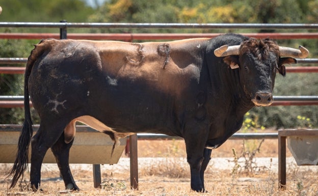 Toro colorado reseñado para Fuengirola.