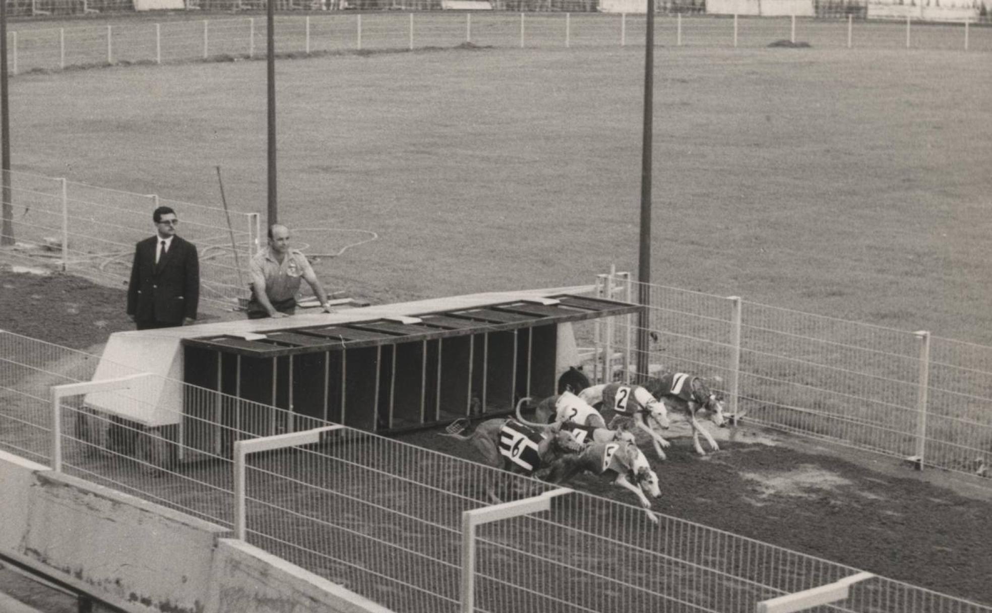 La competición. Salida de galgos el día de la inauguración, en 1965. 