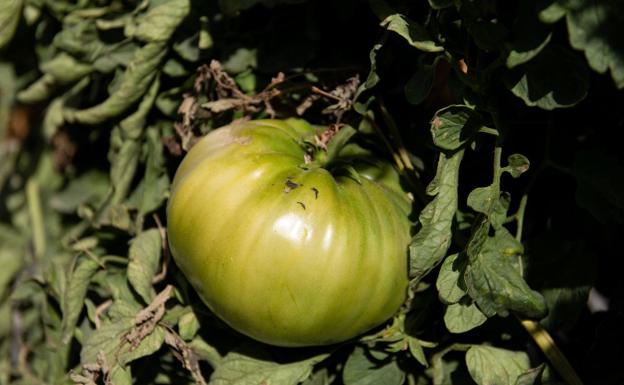 Compromiso. Los productores compartieron su filosofía de trabajo, que emula la tradicional 'huerta para comer'.