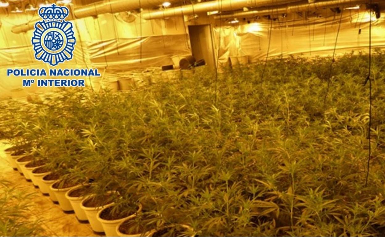 Imagen de la plantación de marihuana intervenida en la operación policial. 