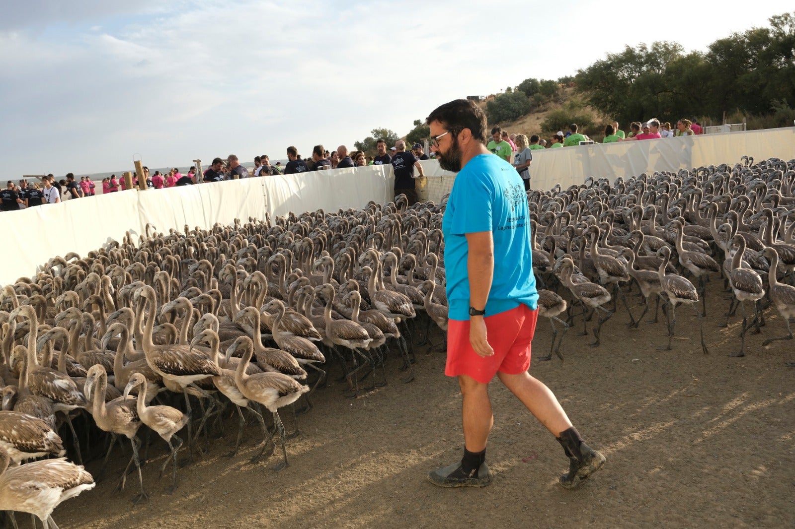 Gracias a las precipitaciones registradas en el mes de marzo, la Laguna presentaba a principios de abril un nivel de agua de 42 cm, lo que permitió acoger a más de 8.700 parejas y un total de 3.764 pollos, de los cuales 600 han sido anillados este sábado. 