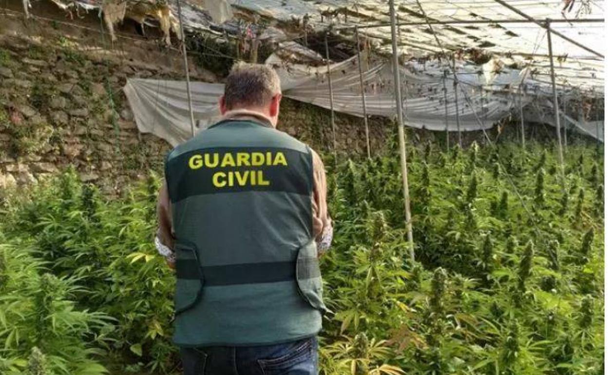 Foto de archivo de la Guardia civil de plantones de cannabis.