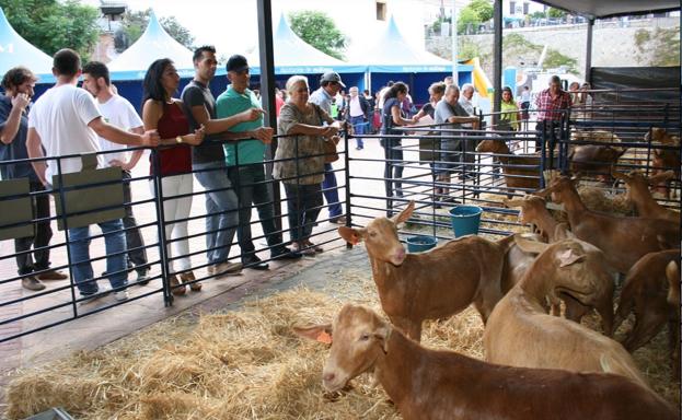 Fiesta de la Cabra Malagueña en Casabermeja.