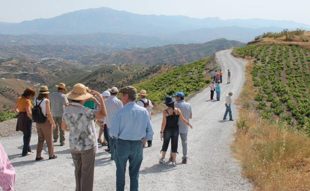 Paisaje. Este bonito itinerario entre viñedos puede arrancar relativamente cerca de Moclinejo. 