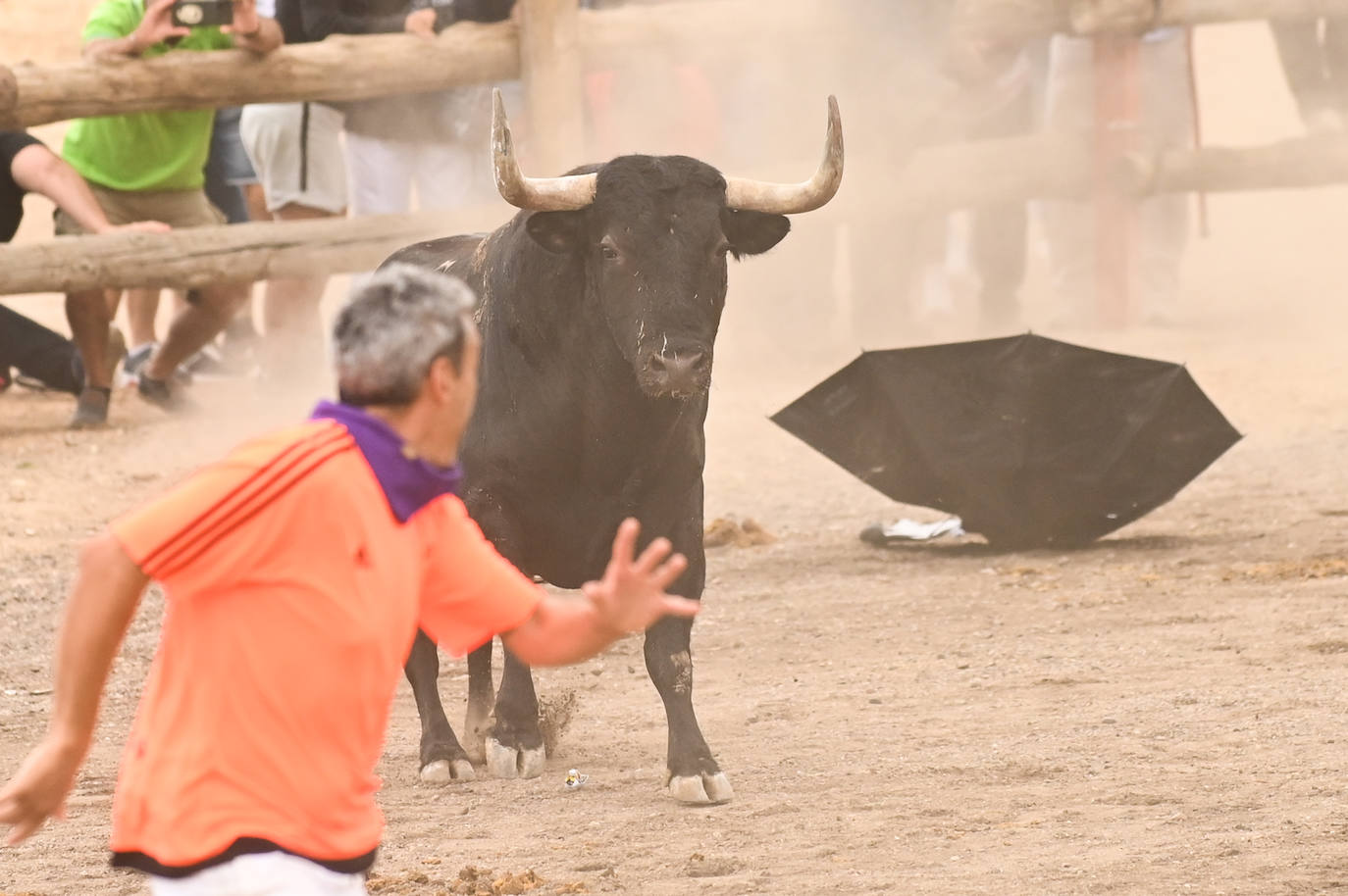 Fotos: El encierro del Toro de la Vega, en imágenes